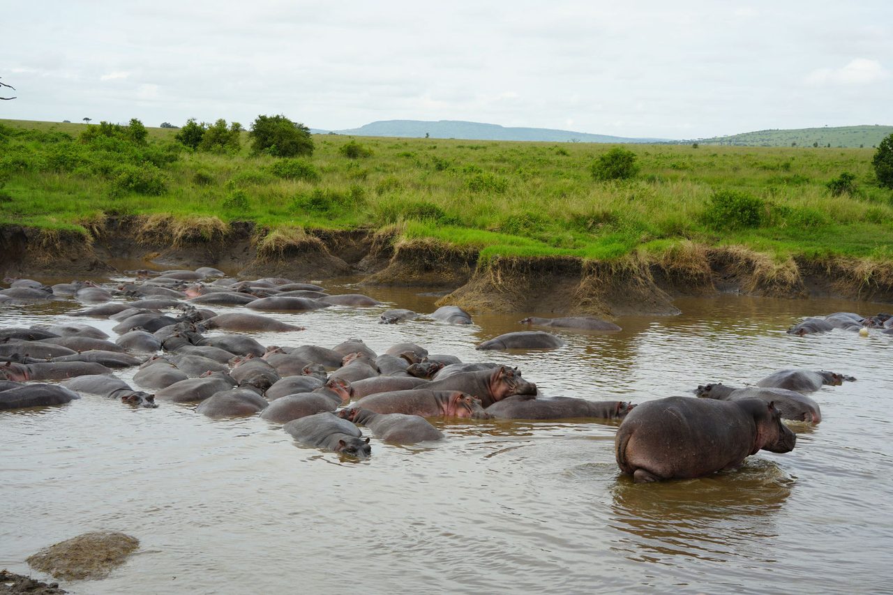Hippo Pool