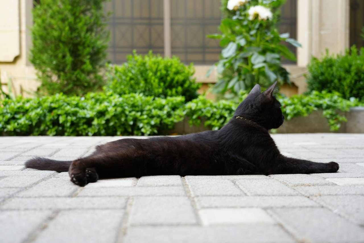 A beautiful black cat in the streets of Baku