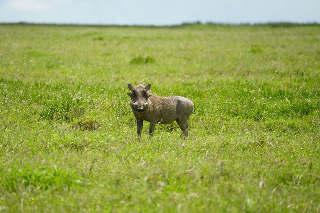 Common Warthog（Pumbaa）