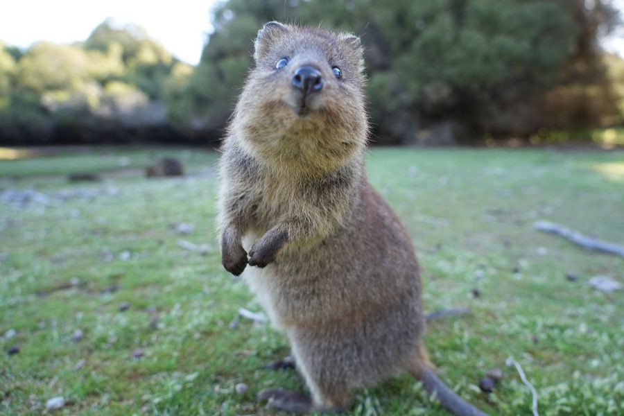 Rottnest Island
