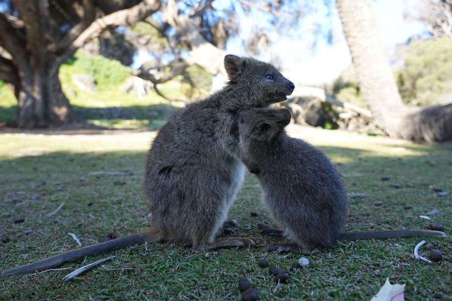 Quokka