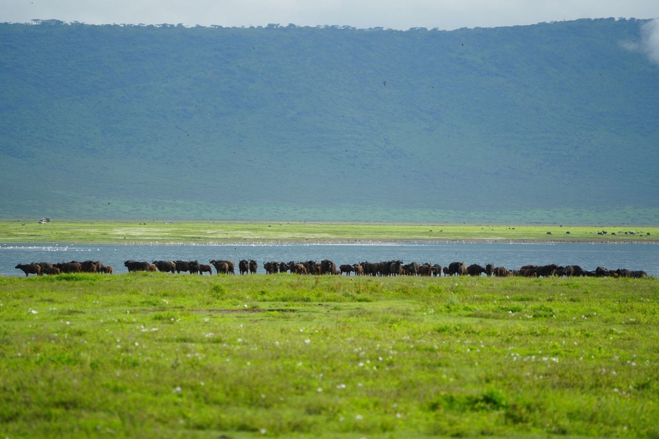 African Buffalos
