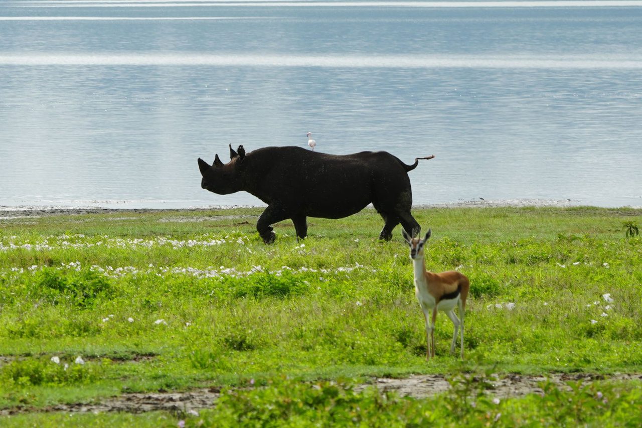 Black Rhinoceros