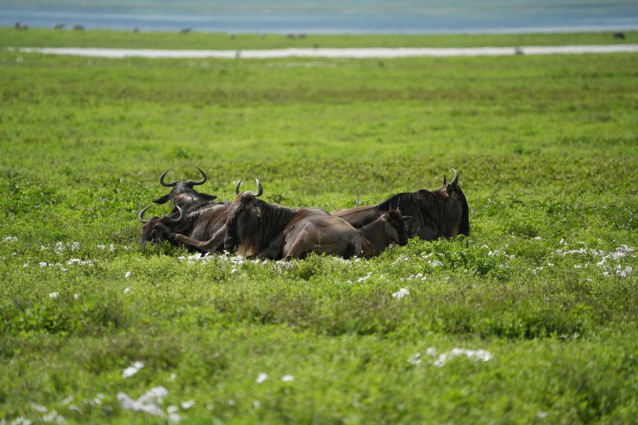 Blue wildebeest