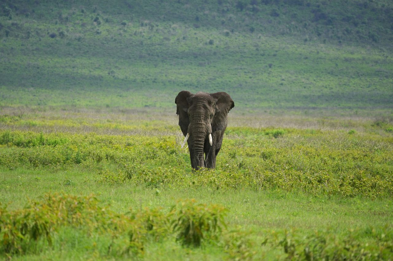 African Elephant