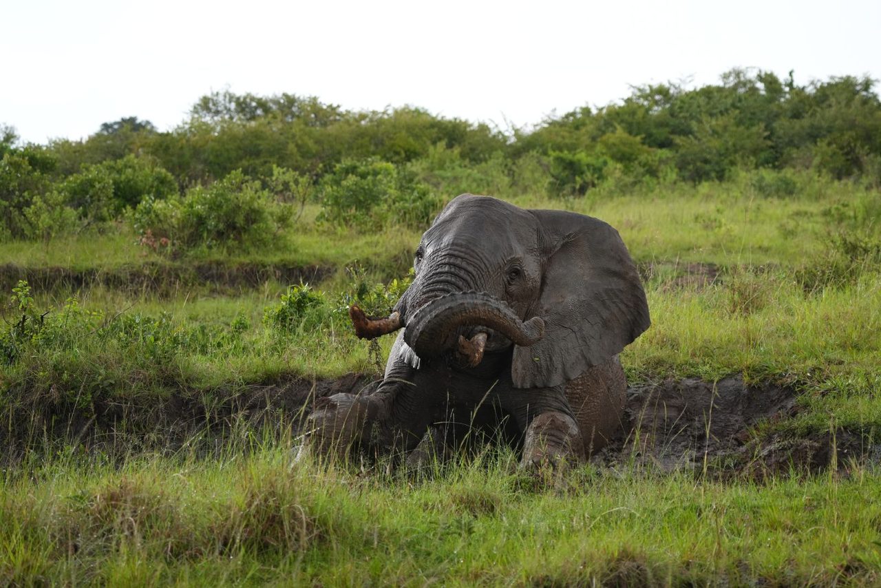 African Bush Elephant