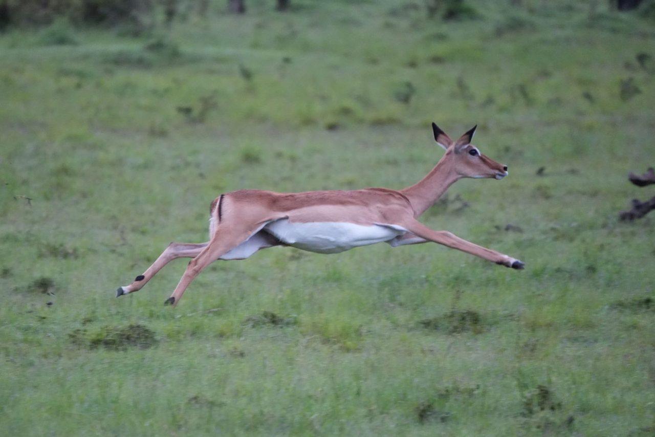 Common impala
