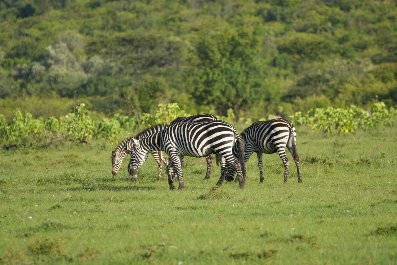 Plains Zebras