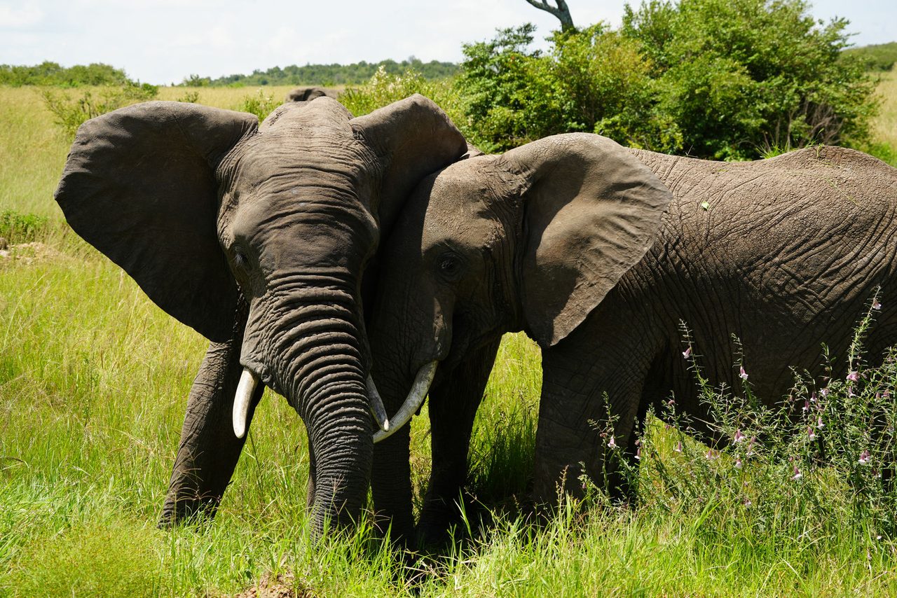 African Bush Elephants