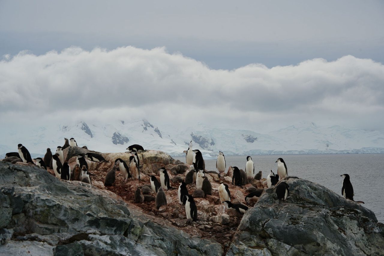 Chinstrap Penguins