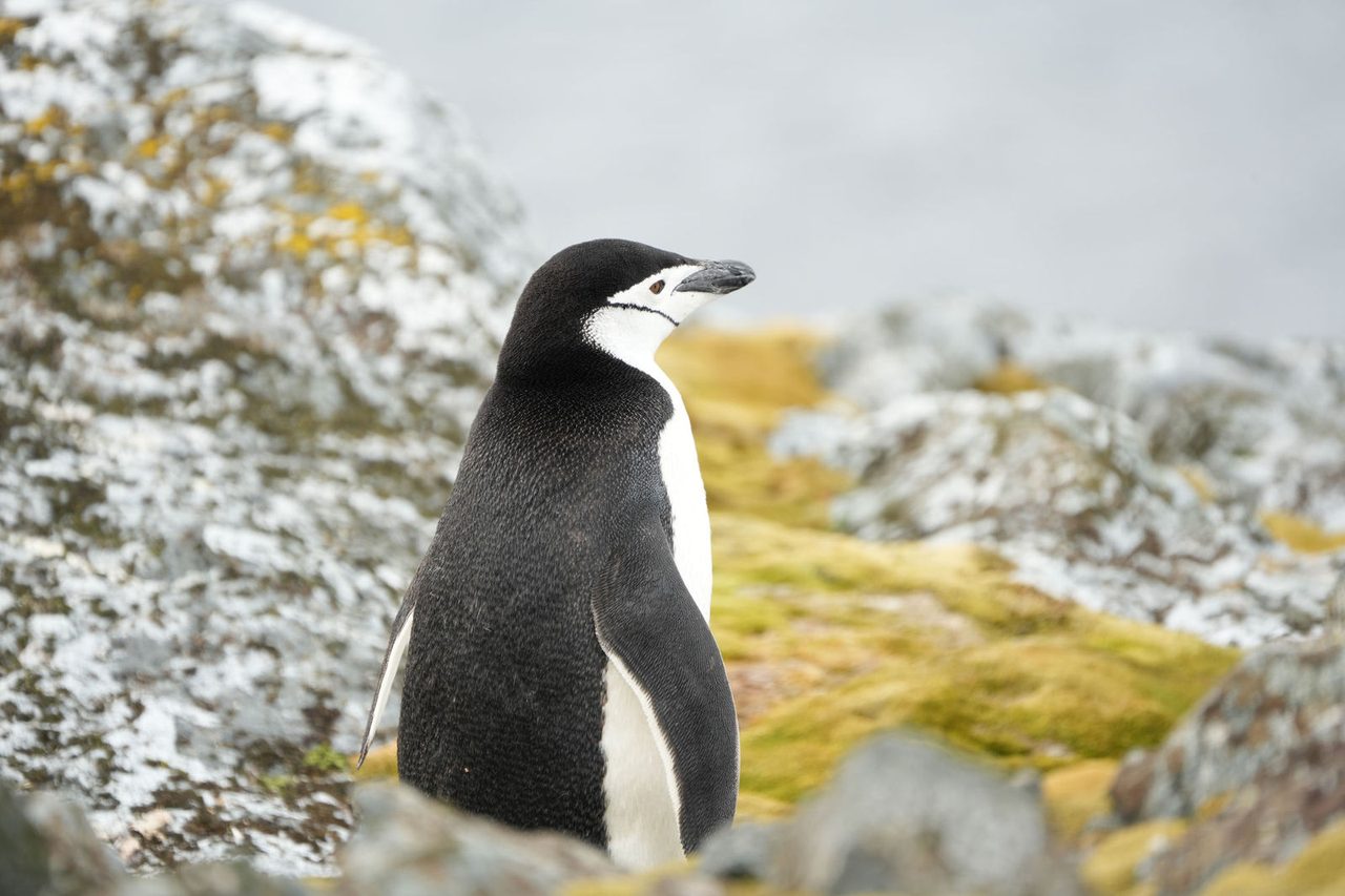Chinstrap Penguin