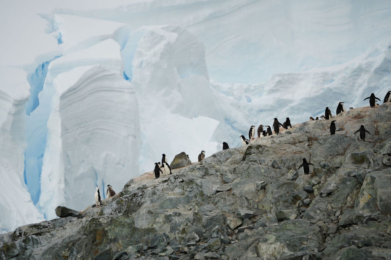 Chinstrap Penguins