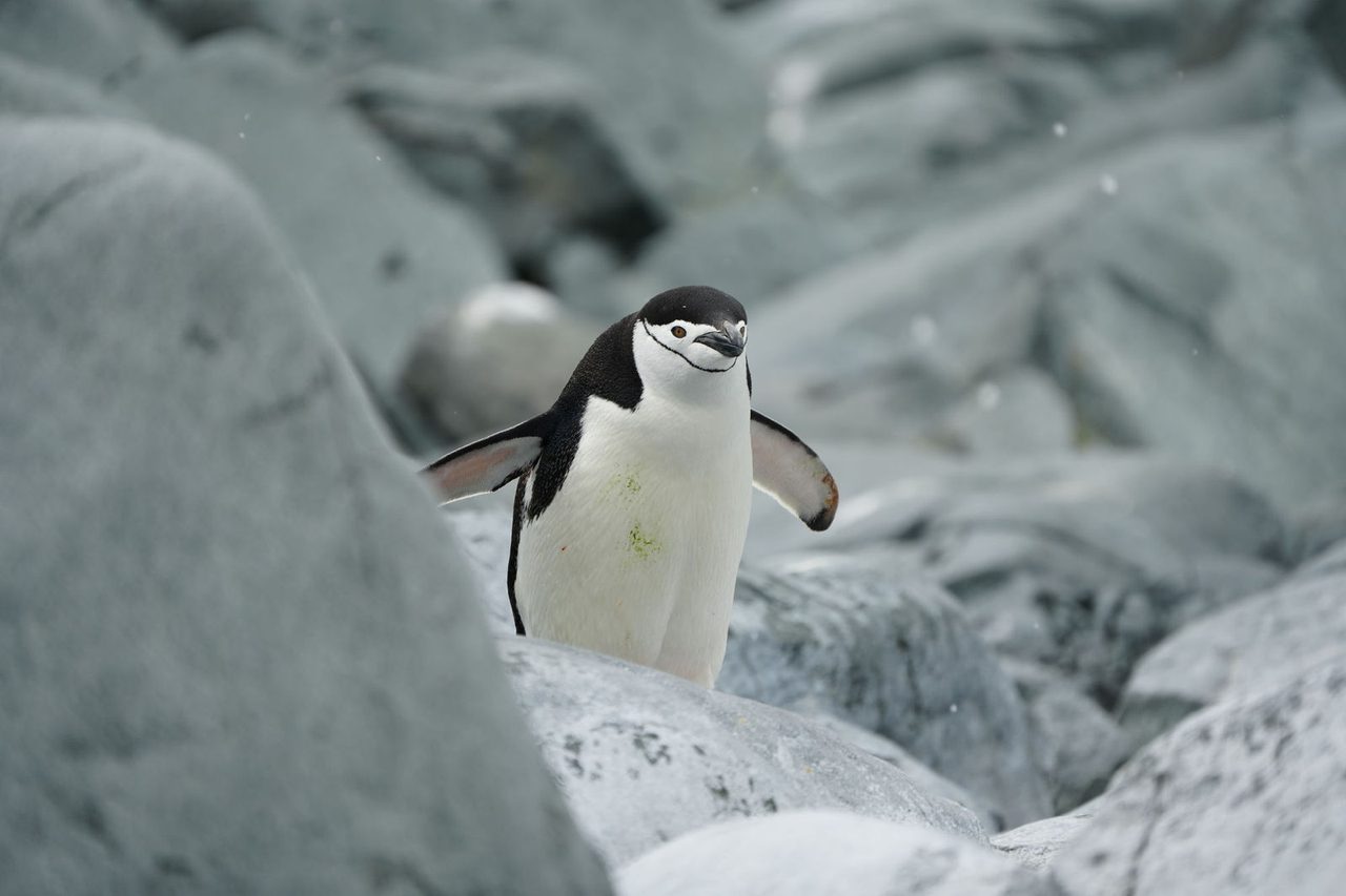 Chinstrap Penguin