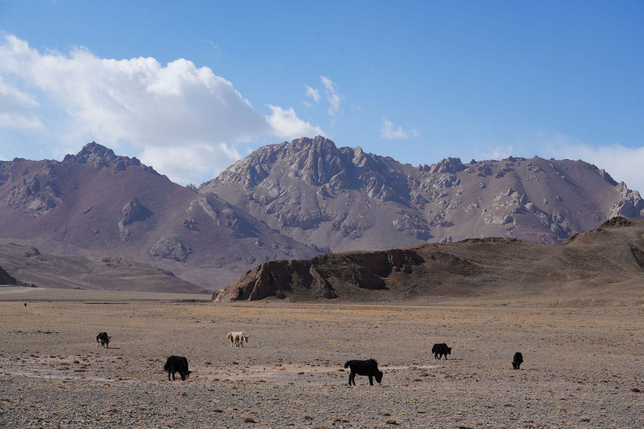 Yak
