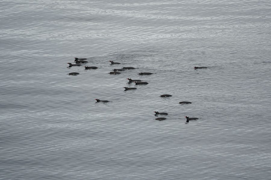 Swimming Gentoo Penguins