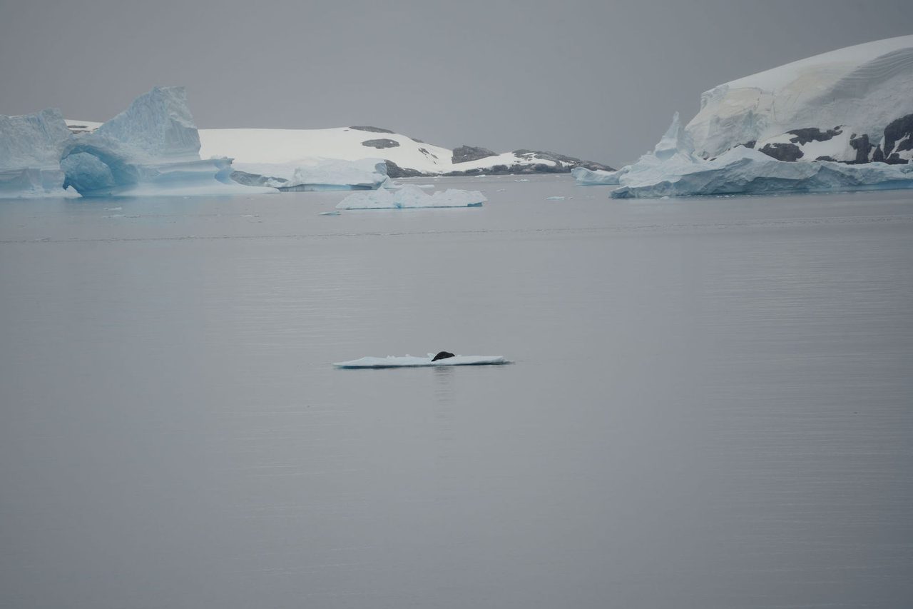 Crabeater Seal on Iceberg