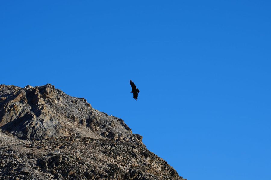 Condor