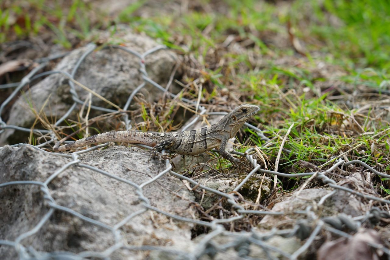 Black Spiny-tailed Iguana