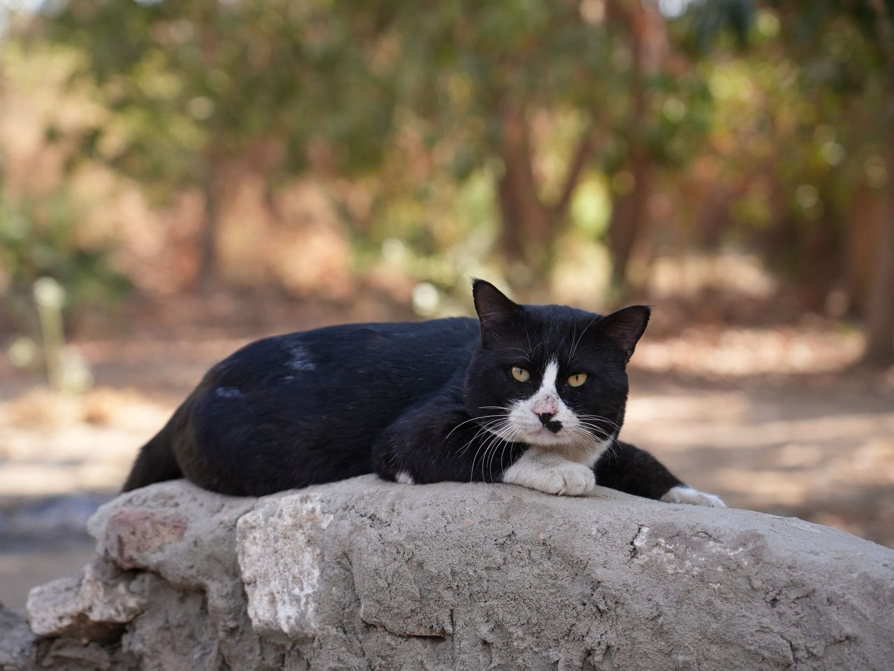 A sharp tuxedo cat resting on the ancient stone walls