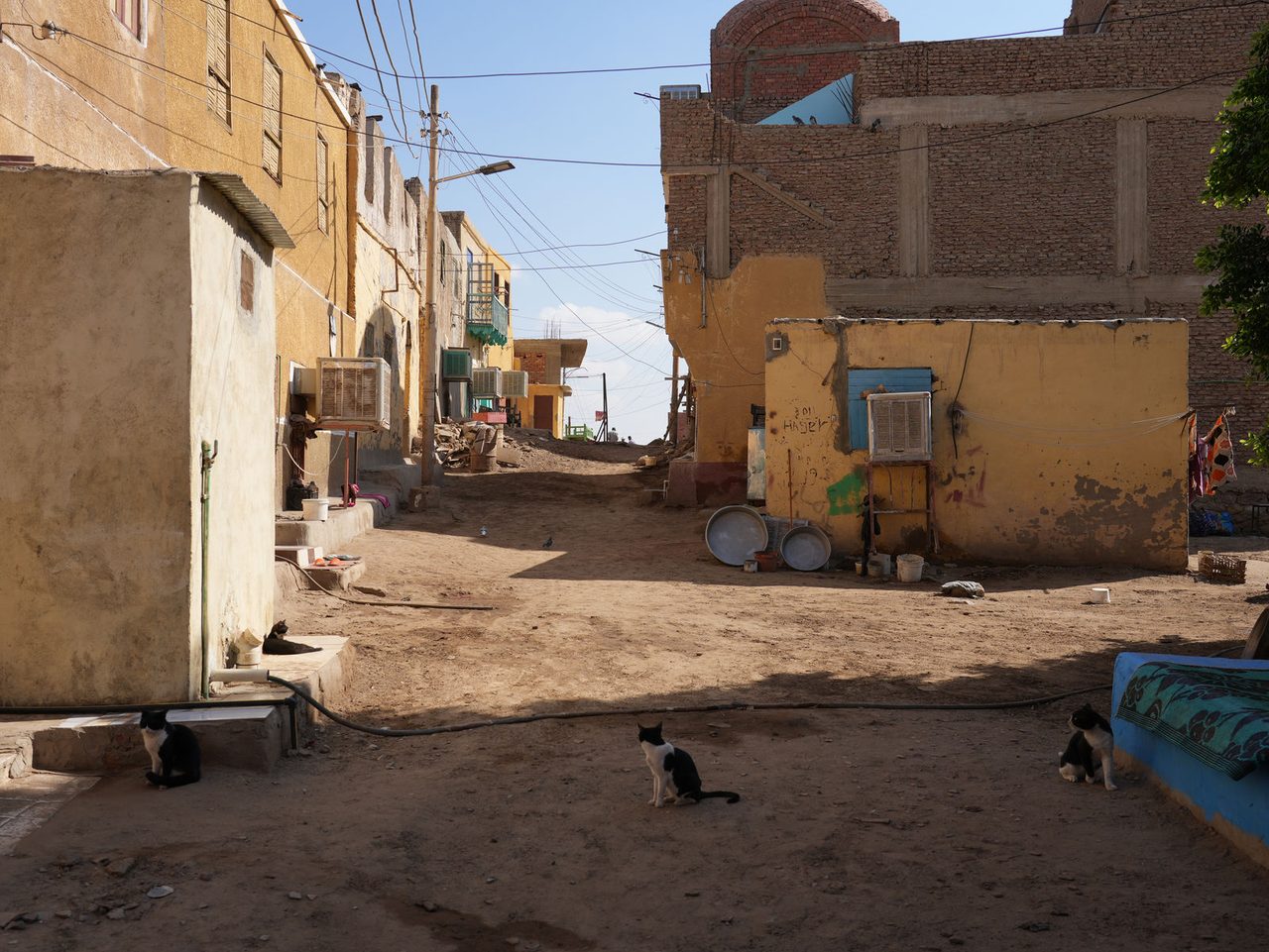 Feline residents resting in the quiet lanes of a Nubian Village
