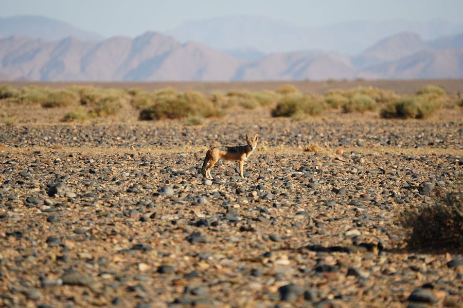Black-Backed Jackal