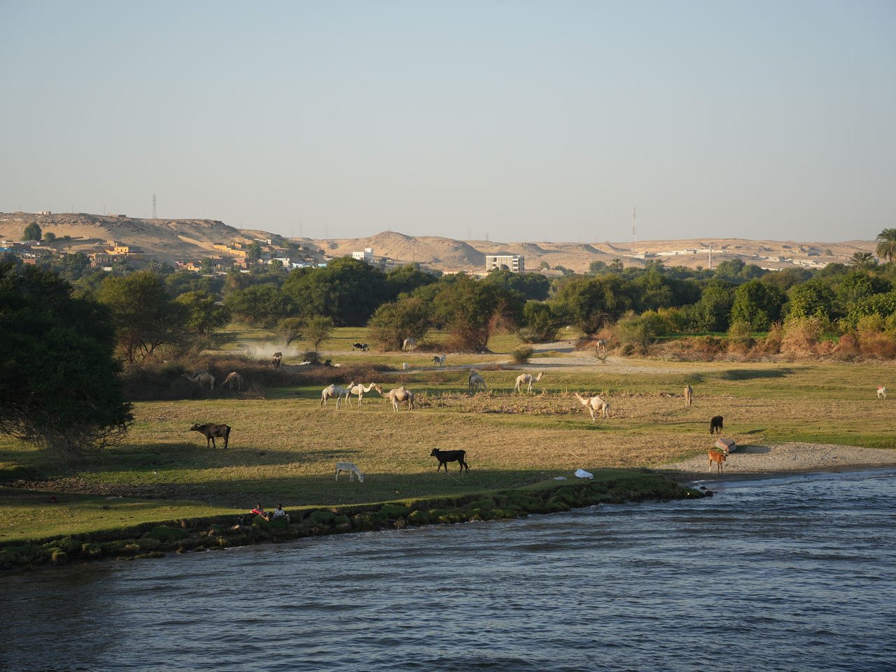The banks of the Nile River with camels and livestock grazing in the fertile valley