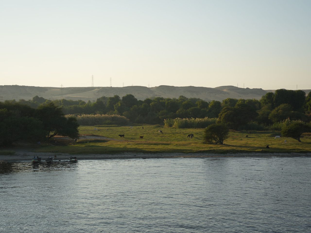 Camels and cattle grazing along the lush green banks of the Nile River