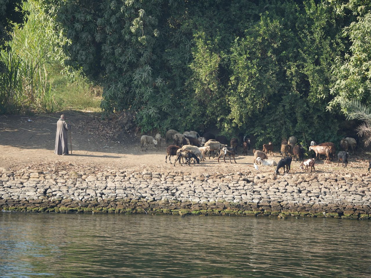 A traditional shepherd watching over his flock along the Nile River
