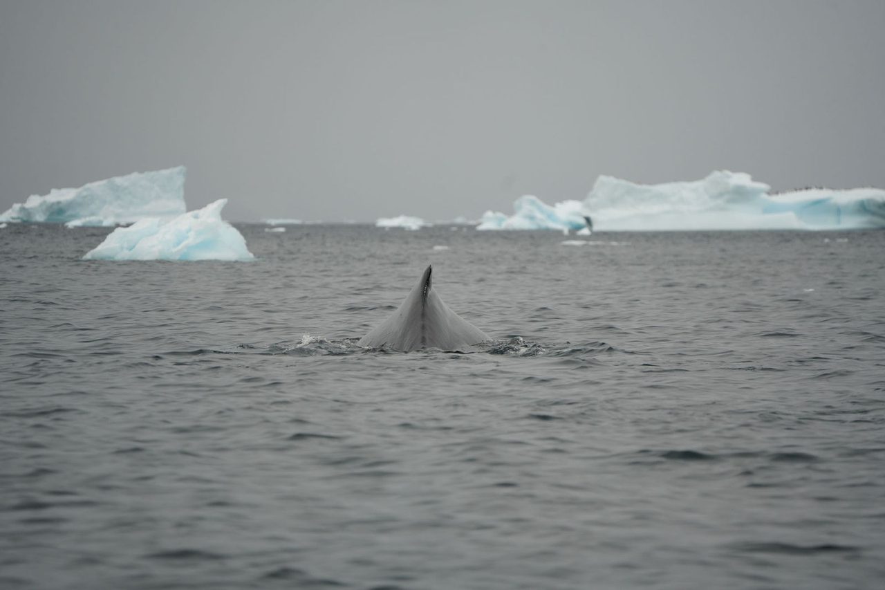 Humpback Whale