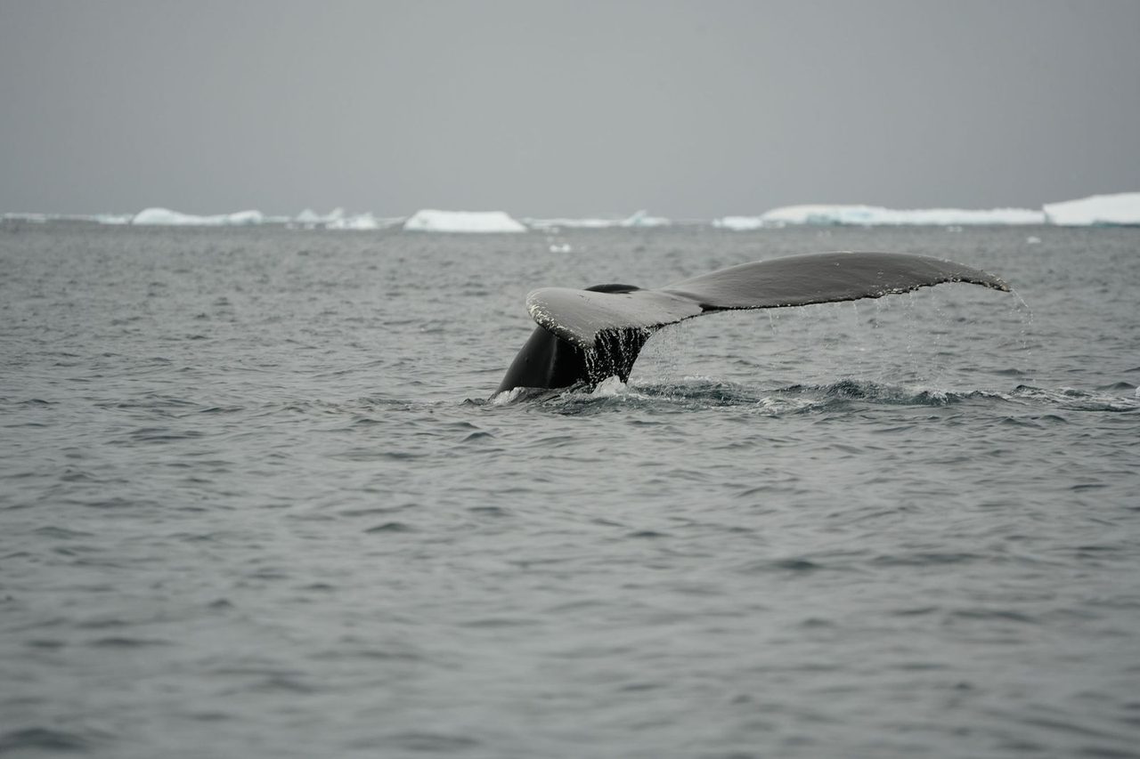 Humpback Whale