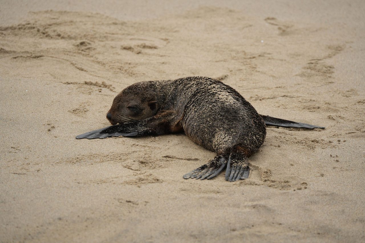 Fur Seal