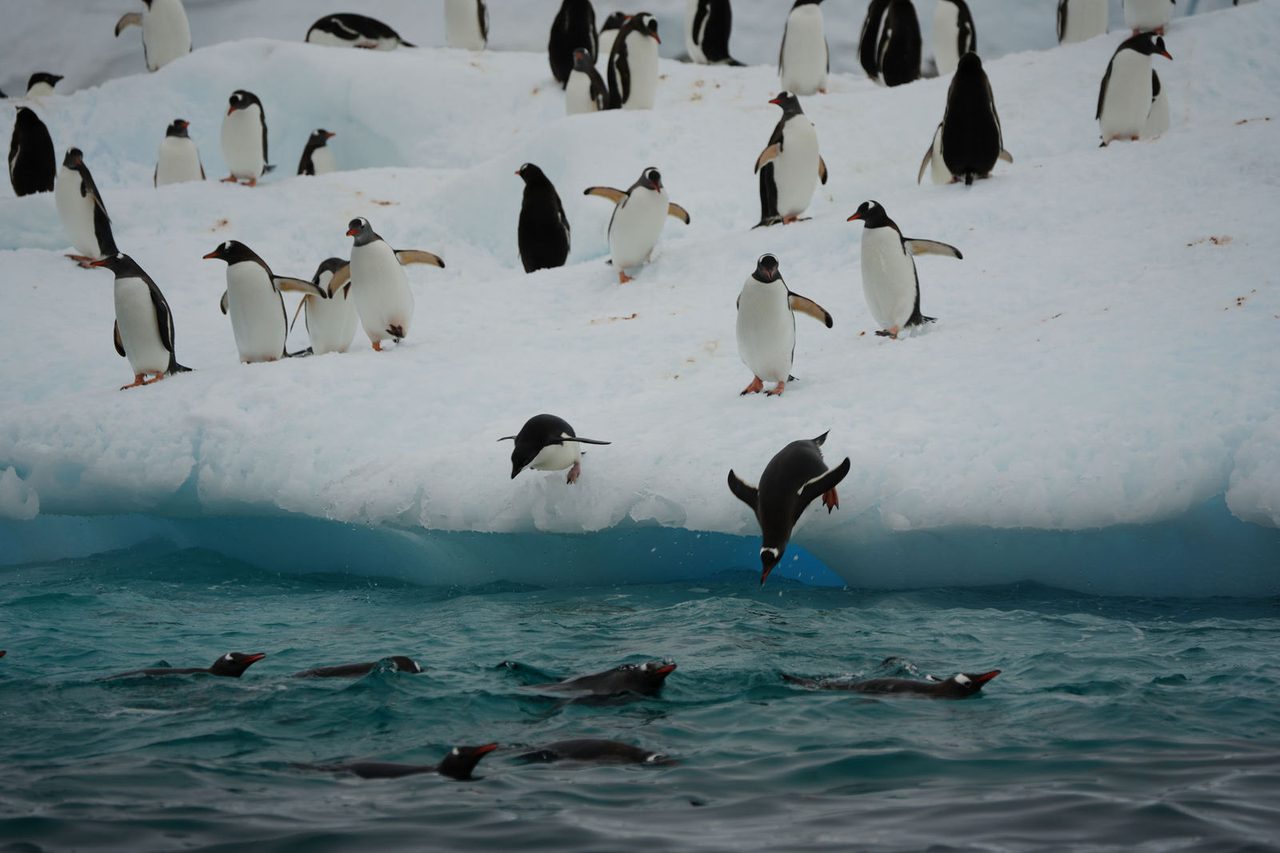 Gentoo Penguins Diving into the Sea
