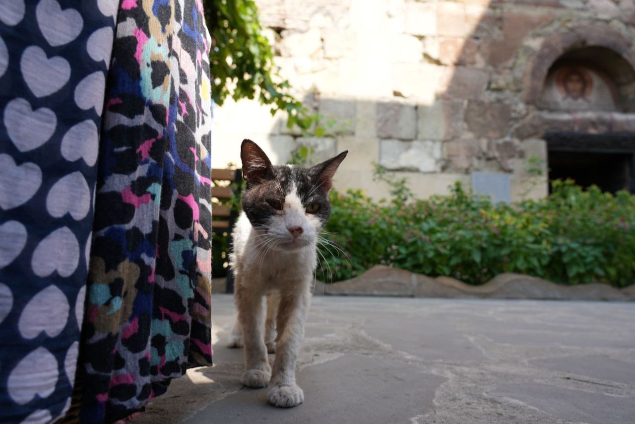 A local cat at Anchiskhati Basilica courtyard
