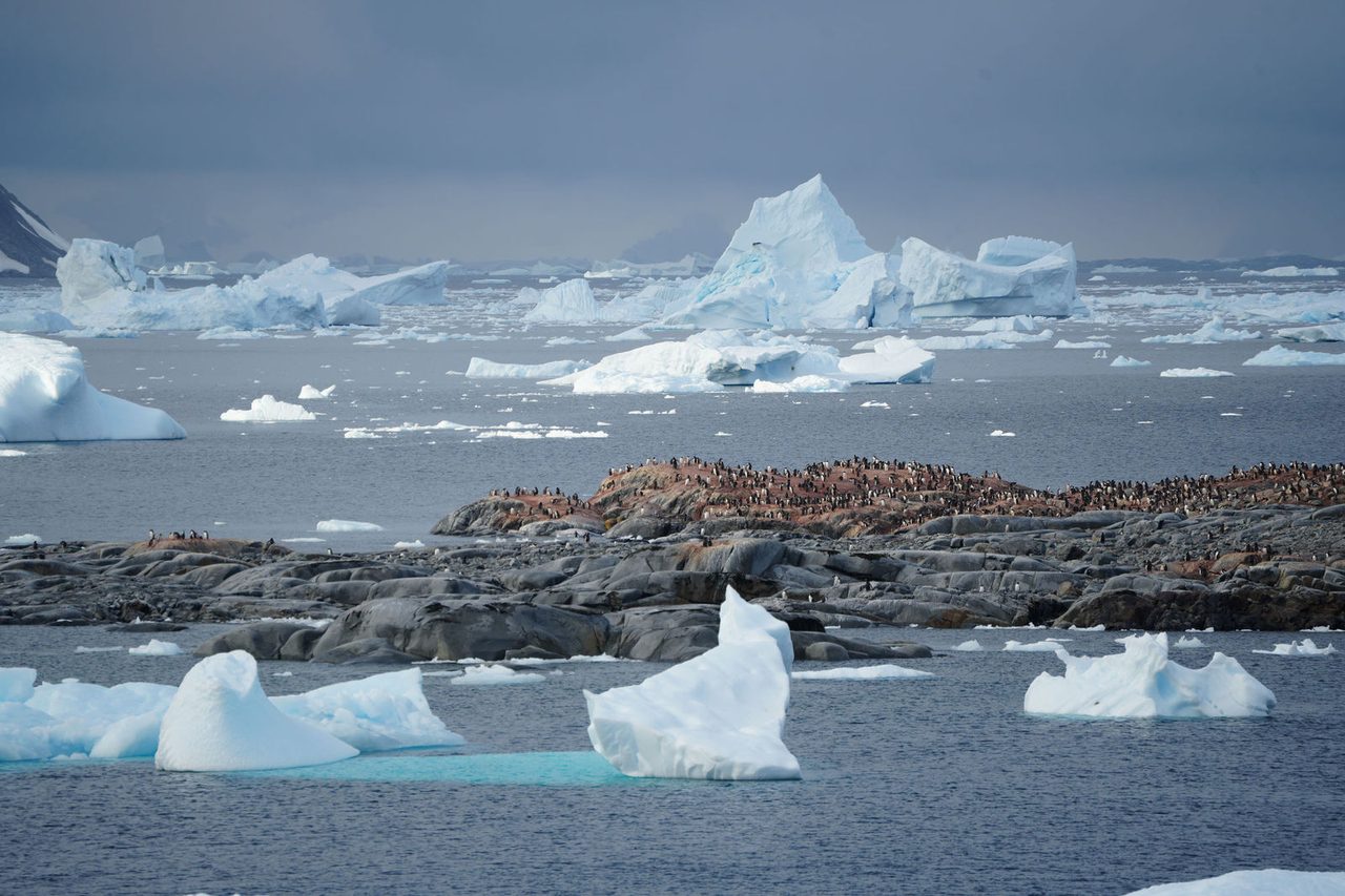 Gentoo Penguins