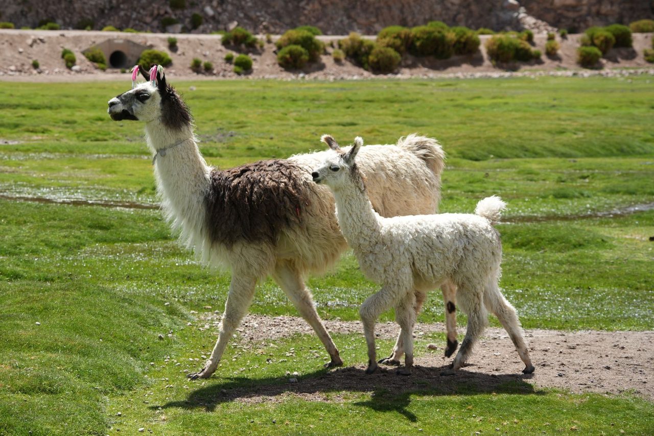 Llamas