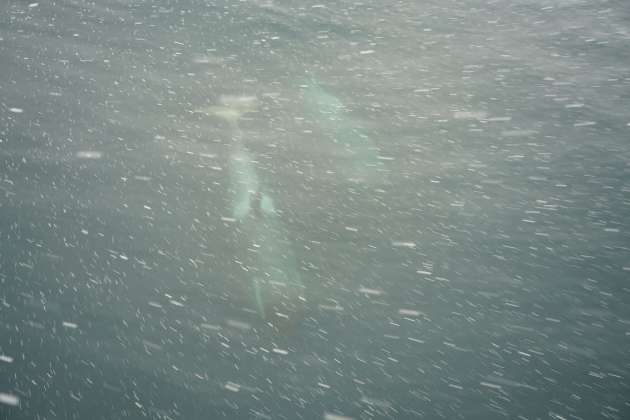 Orcas
