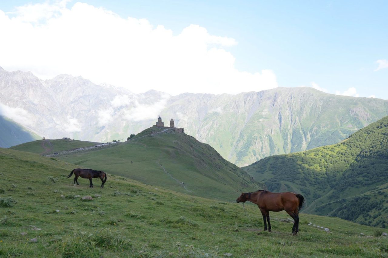 Wild horses near Gergeti Trinity Church