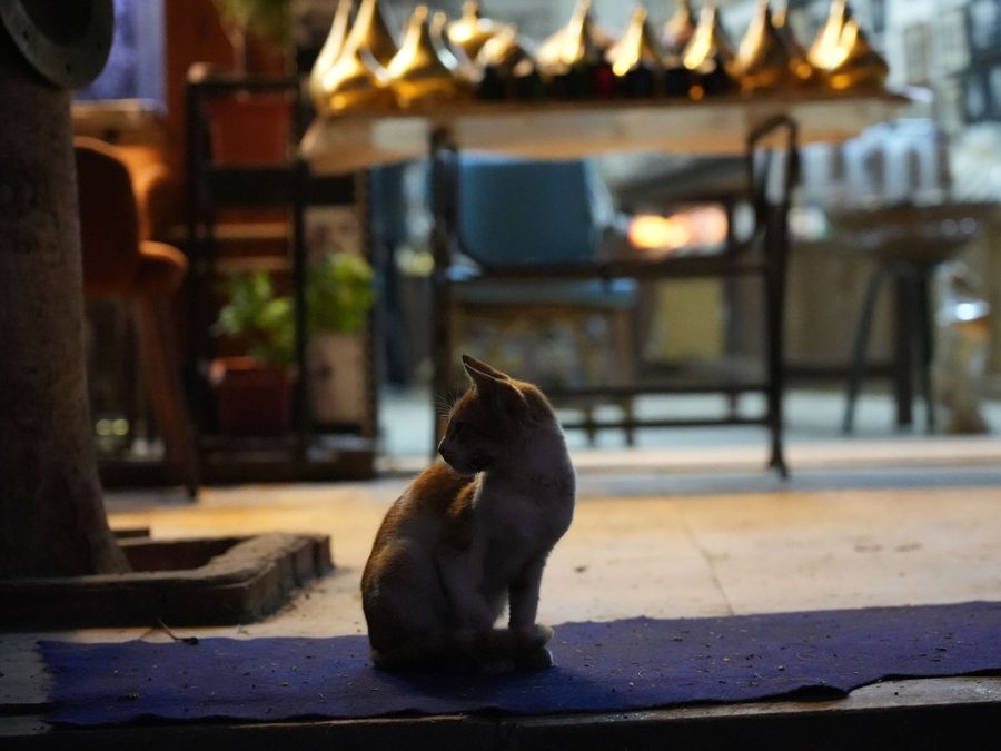 A shadowy feline sitting under the golden glow of Khan El-Khalili