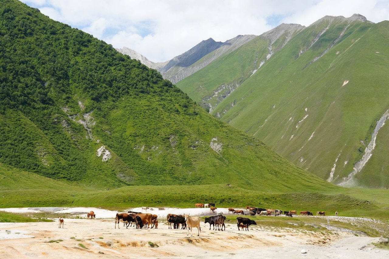 Cattle at the travertines in Truso Valley
