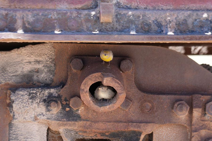 Train Cemetery