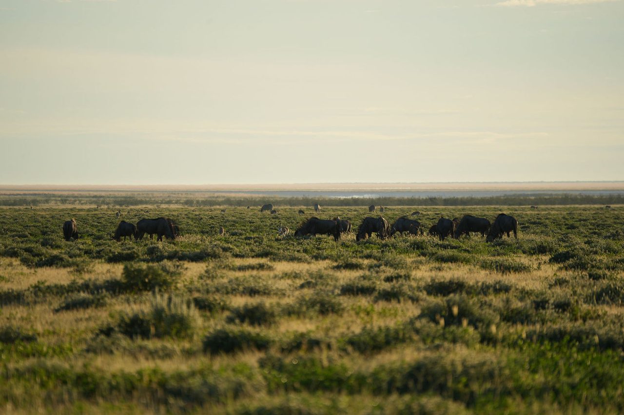 Wildebeests
