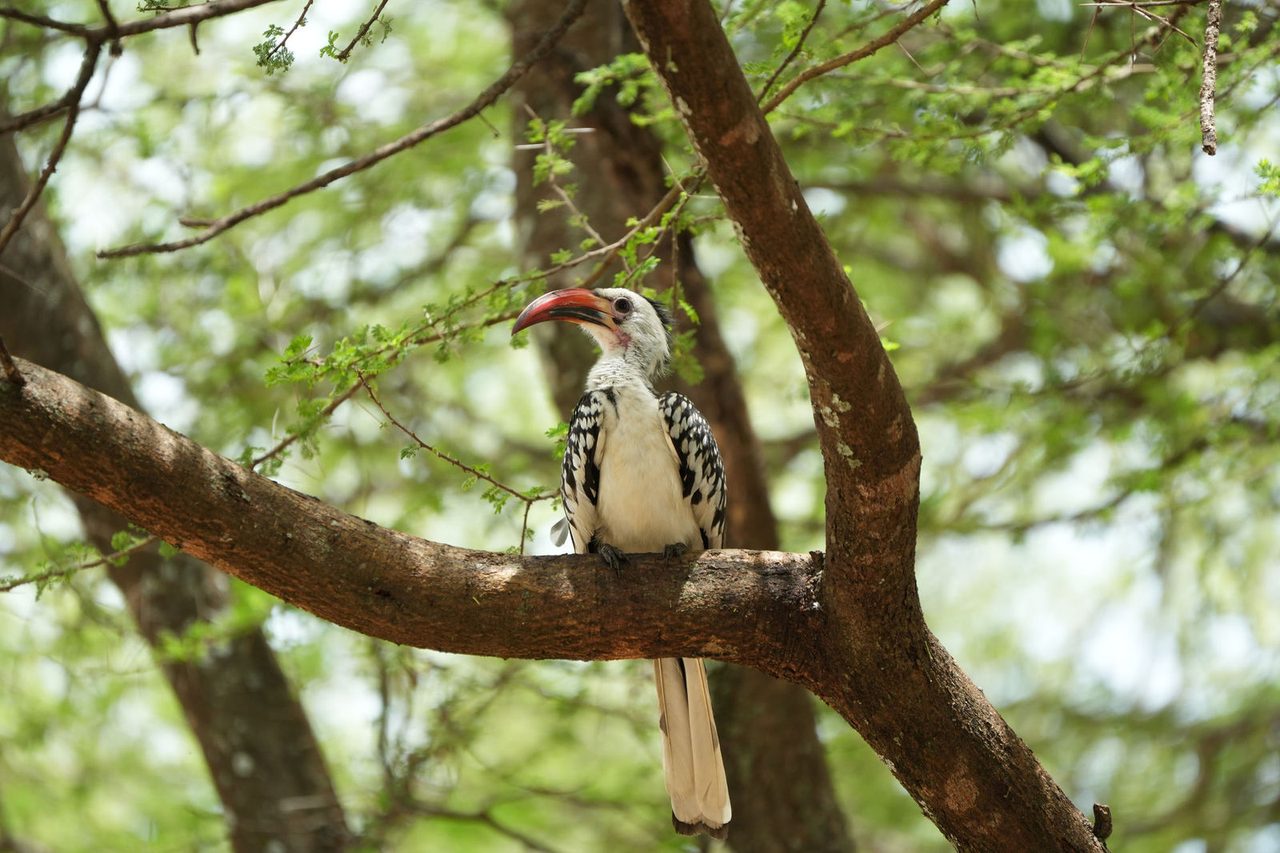 Northern Red-Billed Hornbill（Zazu）