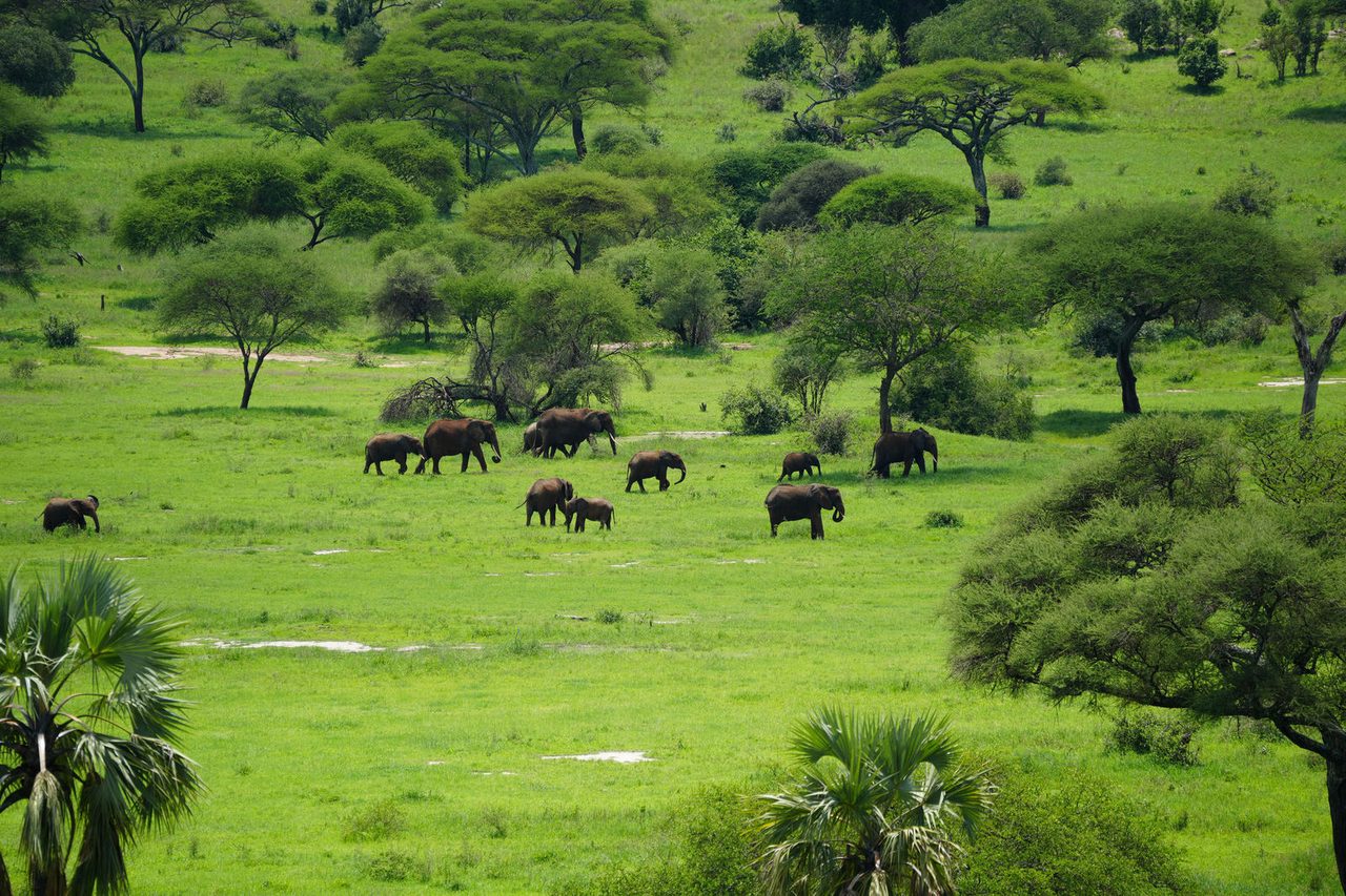 African Bush Elephants