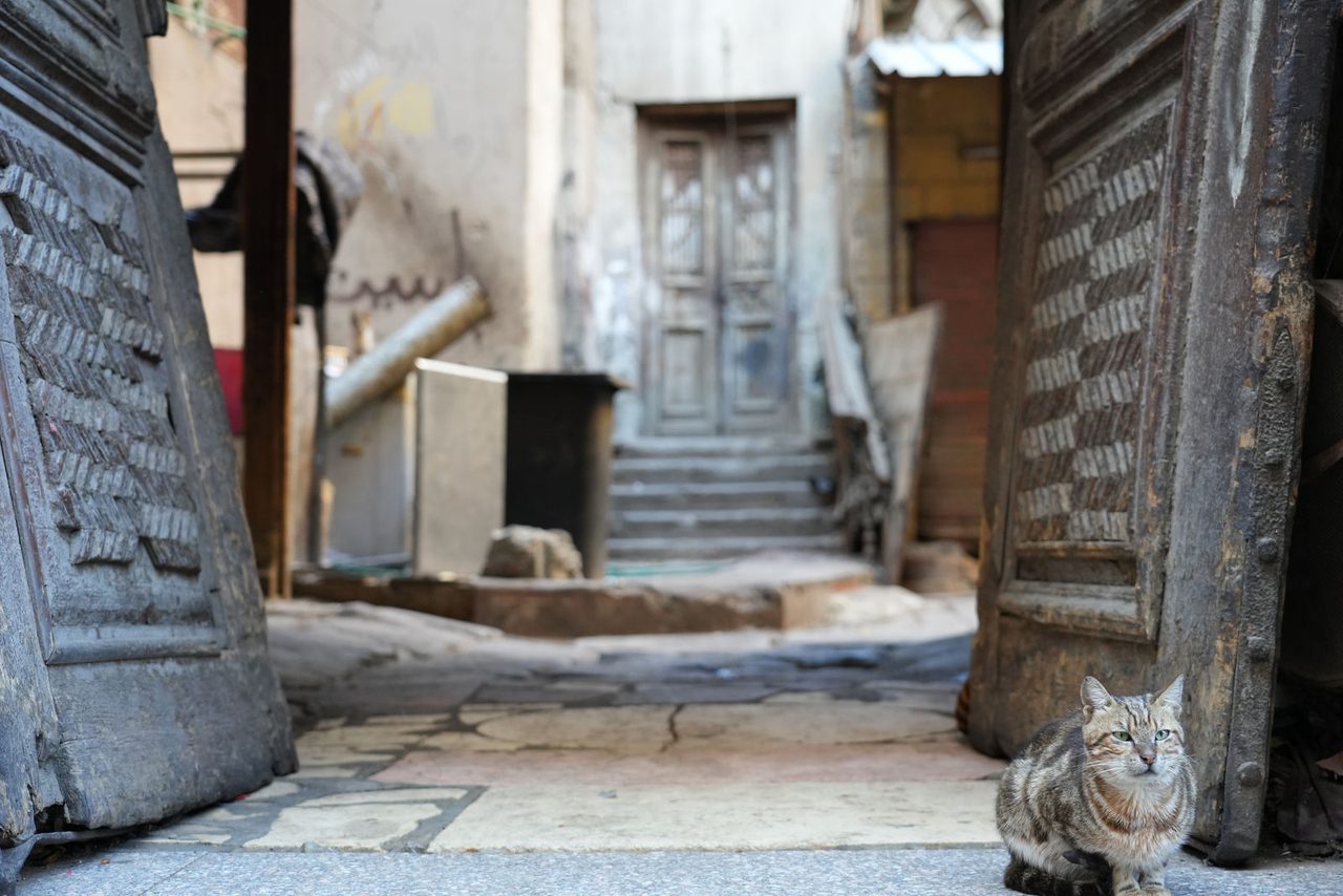 A fierce feline guarding the ancient wooden doors of Egypt