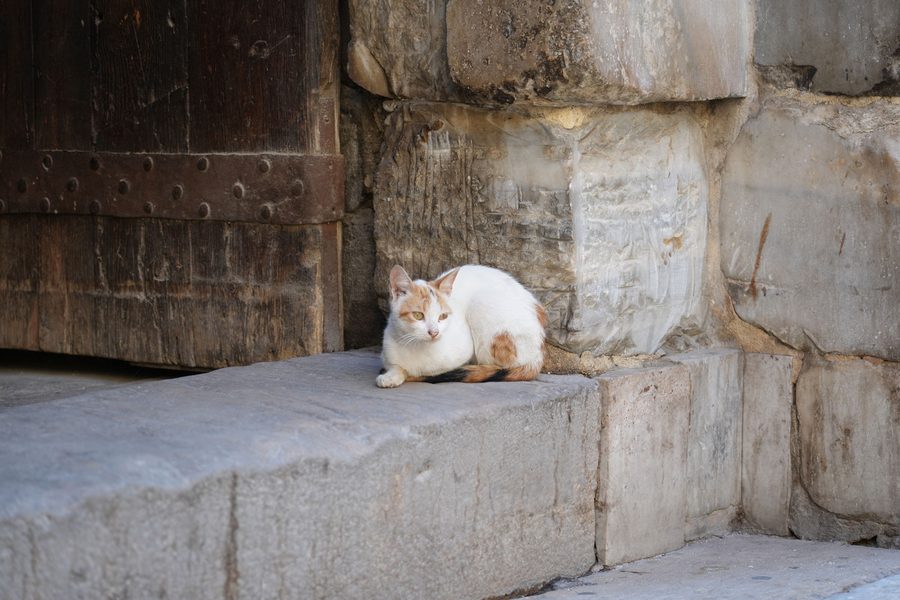 The quiet furry resident waiting by the historic doors of the Complex of Qalawun