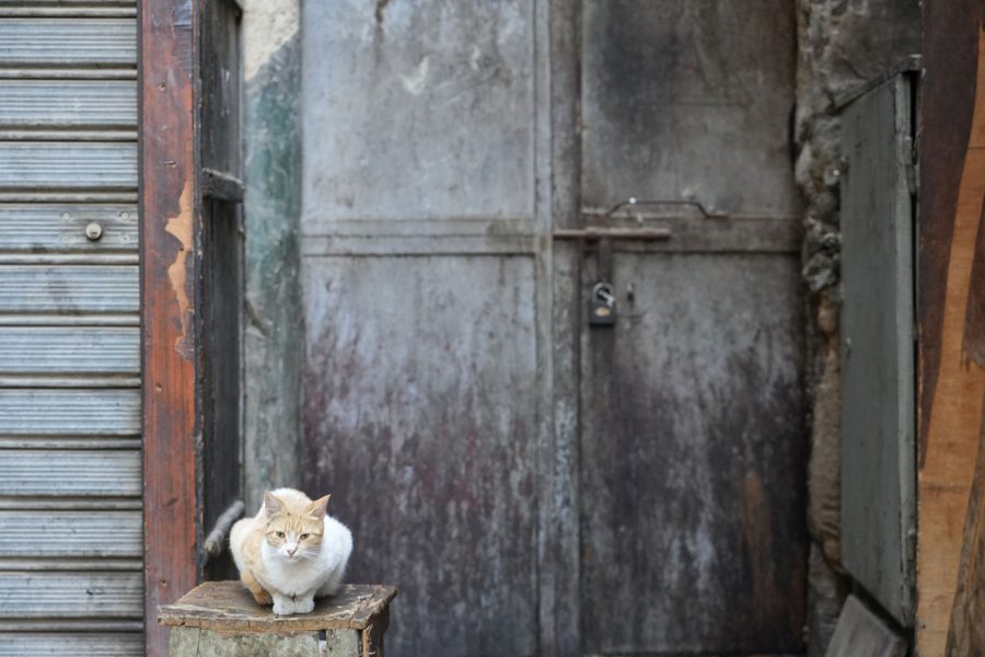 A charming street cat watching over the historic alleys of Egypt