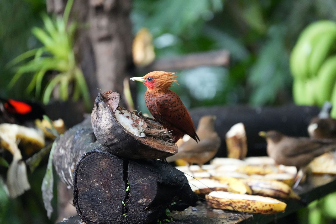 Chestnut-colored Woodpecker