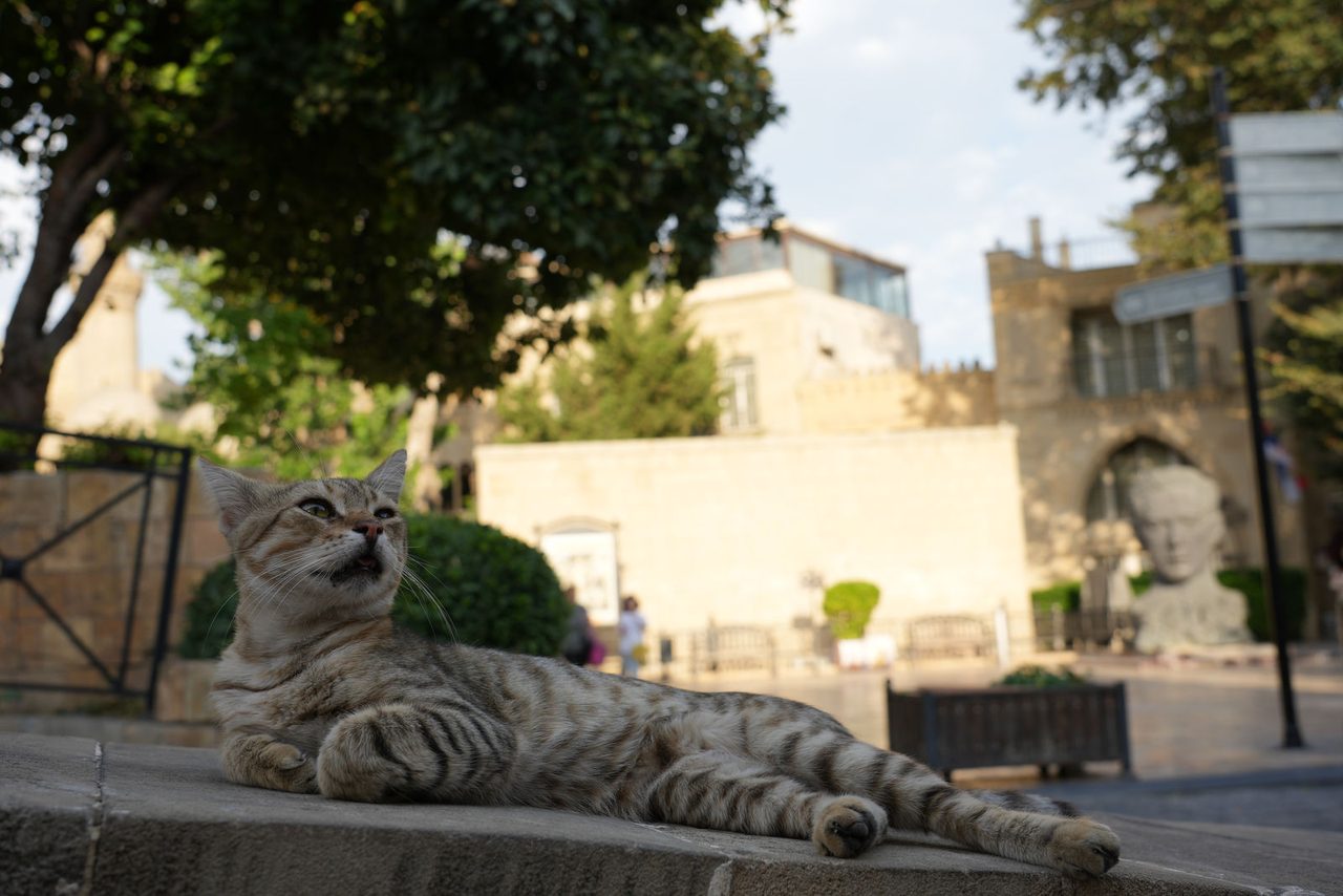 A local cat relaxing in Baku Old City