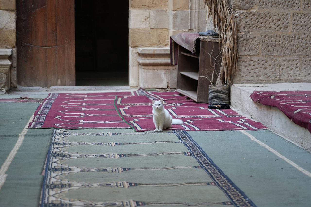 A beautiful white cat guarding the sacred carpets of the mosque