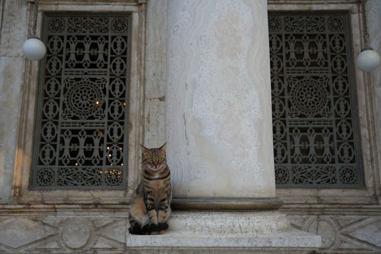 A regal cat sitting by the alabaster columns of the Mosque of Muhammad Ali